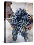 Harvest Worker Holding Malbec Wine Grapes, Mendoza, Argentina, South America-Yadid Levy-Stretched Canvas