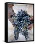 Harvest Worker Holding Malbec Wine Grapes, Mendoza, Argentina, South America-Yadid Levy-Framed Stretched Canvas