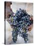 Harvest Worker Holding Malbec Wine Grapes, Mendoza, Argentina, South America-Yadid Levy-Stretched Canvas