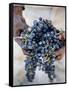 Harvest Worker Holding Malbec Wine Grapes, Mendoza, Argentina, South America-Yadid Levy-Framed Stretched Canvas