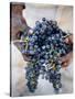 Harvest Worker Holding Malbec Wine Grapes, Mendoza, Argentina, South America-Yadid Levy-Stretched Canvas