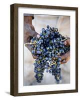 Harvest Worker Holding Malbec Wine Grapes, Mendoza, Argentina, South America-Yadid Levy-Framed Photographic Print