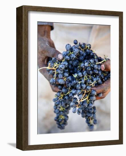 Harvest Worker Holding Malbec Wine Grapes, Mendoza, Argentina, South America-Yadid Levy-Framed Photographic Print