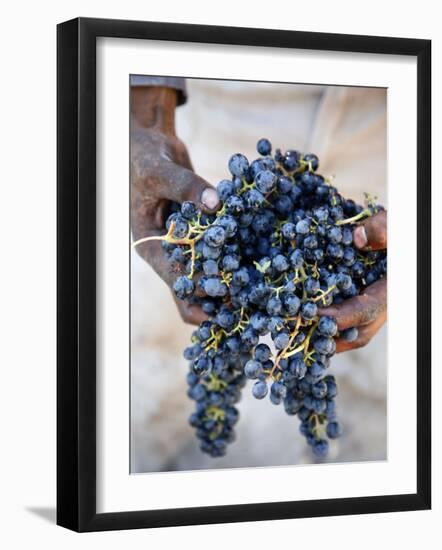 Harvest Worker Holding Malbec Wine Grapes, Mendoza, Argentina, South America-Yadid Levy-Framed Photographic Print