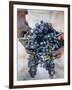 Harvest Worker Holding Malbec Wine Grapes, Mendoza, Argentina, South America-Yadid Levy-Framed Photographic Print