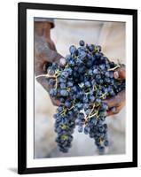 Harvest Worker Holding Malbec Wine Grapes, Mendoza, Argentina, South America-Yadid Levy-Framed Photographic Print