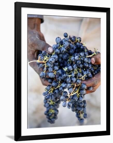 Harvest Worker Holding Malbec Wine Grapes, Mendoza, Argentina, South America-Yadid Levy-Framed Photographic Print