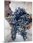 Harvest Worker Holding Malbec Wine Grapes, Mendoza, Argentina, South America-Yadid Levy-Mounted Photographic Print