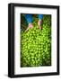 Harvest-Valda Bailey-Framed Photographic Print