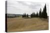 Harvested Barley Field with Cypress Trees, Tuscany, Italy-Martin Child-Stretched Canvas