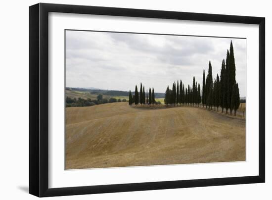 Harvested Barley Field with Cypress Trees, Tuscany, Italy-Martin Child-Framed Photographic Print