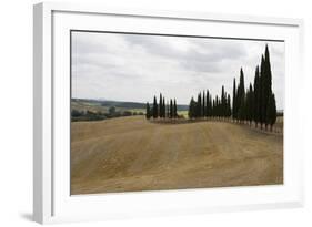 Harvested Barley Field with Cypress Trees, Tuscany, Italy-Martin Child-Framed Photographic Print