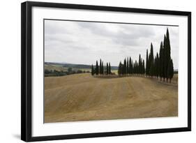 Harvested Barley Field with Cypress Trees, Tuscany, Italy-Martin Child-Framed Photographic Print