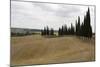 Harvested Barley Field with Cypress Trees, Tuscany, Italy-Martin Child-Mounted Photographic Print