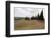 Harvested Barley Field with Cypress Trees, Tuscany, Italy-Martin Child-Framed Photographic Print