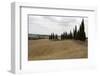 Harvested Barley Field with Cypress Trees, Tuscany, Italy-Martin Child-Framed Photographic Print