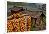 Harvested Corn Hanging to Cure Near Tangjiawan, Kunming Area of China-Darrell Gulin-Framed Photographic Print