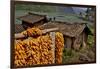 Harvested Corn Hanging to Cure Near Tangjiawan, Kunming Area of China-Darrell Gulin-Framed Photographic Print