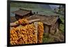 Harvested Corn Hanging to Cure Near Tangjiawan, Kunming Area of China-Darrell Gulin-Framed Photographic Print