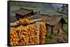 Harvested Corn Hanging to Cure Near Tangjiawan, Kunming Area of China-Darrell Gulin-Framed Stretched Canvas