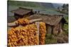 Harvested Corn Hanging to Cure Near Tangjiawan, Kunming Area of China-Darrell Gulin-Stretched Canvas