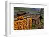 Harvested Corn Hanging to Cure Near Tangjiawan, Kunming Area of China-Darrell Gulin-Framed Photographic Print