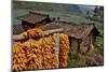 Harvested Corn Hanging to Cure Near Tangjiawan, Kunming Area of China-Darrell Gulin-Mounted Photographic Print