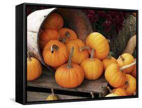 Harvested Pumpkins-Tony Craddock-Framed Stretched Canvas