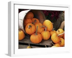 Harvested Pumpkins-Tony Craddock-Framed Photographic Print