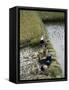 Harvesteing Rice, South Guizhou, China-Occidor Ltd-Framed Stretched Canvas