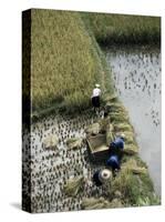 Harvesteing Rice, South Guizhou, China-Occidor Ltd-Stretched Canvas