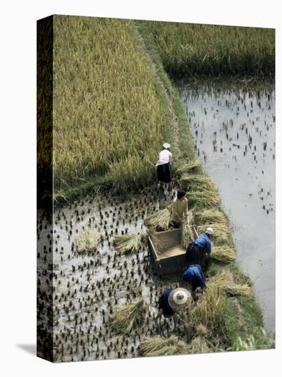 Harvesteing Rice, South Guizhou, China-Occidor Ltd-Stretched Canvas