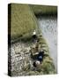 Harvesteing Rice, South Guizhou, China-Occidor Ltd-Stretched Canvas