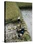 Harvesteing Rice, South Guizhou, China-Occidor Ltd-Stretched Canvas