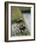 Harvesteing Rice, South Guizhou, China-Occidor Ltd-Framed Premium Photographic Print