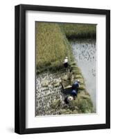 Harvesteing Rice, South Guizhou, China-Occidor Ltd-Framed Premium Photographic Print