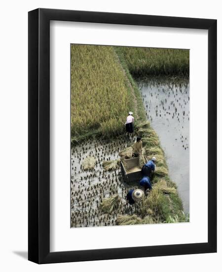 Harvesteing Rice, South Guizhou, China-Occidor Ltd-Framed Premium Photographic Print