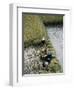 Harvesteing Rice, South Guizhou, China-Occidor Ltd-Framed Premium Photographic Print