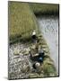 Harvesteing Rice, South Guizhou, China-Occidor Ltd-Mounted Premium Photographic Print