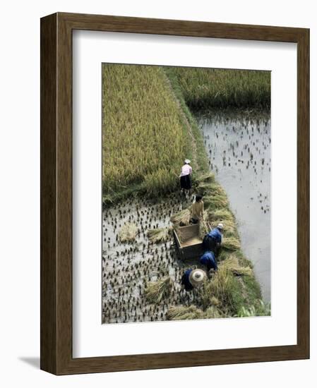 Harvesteing Rice, South Guizhou, China-Occidor Ltd-Framed Photographic Print