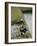 Harvesteing Rice, South Guizhou, China-Occidor Ltd-Framed Photographic Print