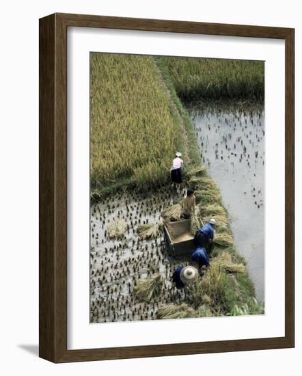 Harvesteing Rice, South Guizhou, China-Occidor Ltd-Framed Photographic Print