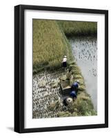 Harvesteing Rice, South Guizhou, China-Occidor Ltd-Framed Photographic Print