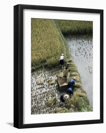 Harvesteing Rice, South Guizhou, China-Occidor Ltd-Framed Photographic Print