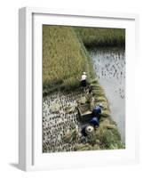 Harvesteing Rice, South Guizhou, China-Occidor Ltd-Framed Photographic Print