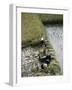 Harvesteing Rice, South Guizhou, China-Occidor Ltd-Framed Photographic Print