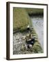 Harvesteing Rice, South Guizhou, China-Occidor Ltd-Framed Photographic Print