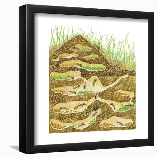 Harvester Ant Colony Cross Section. Insects, Biology-Encyclopaedia Britannica-Framed Poster