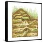 Harvester Ant Colony Cross Section. Insects, Biology-Encyclopaedia Britannica-Framed Stretched Canvas