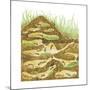 Harvester Ant Colony Cross Section. Insects, Biology-Encyclopaedia Britannica-Mounted Art Print